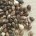 新产薏米种子薏苡籽草珠子一袋一斤可在线交易