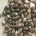 新产薏米种子薏苡籽草珠子一袋一斤可在线交易