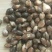 新产薏米种子薏苡籽草珠子一袋一斤可在线交易