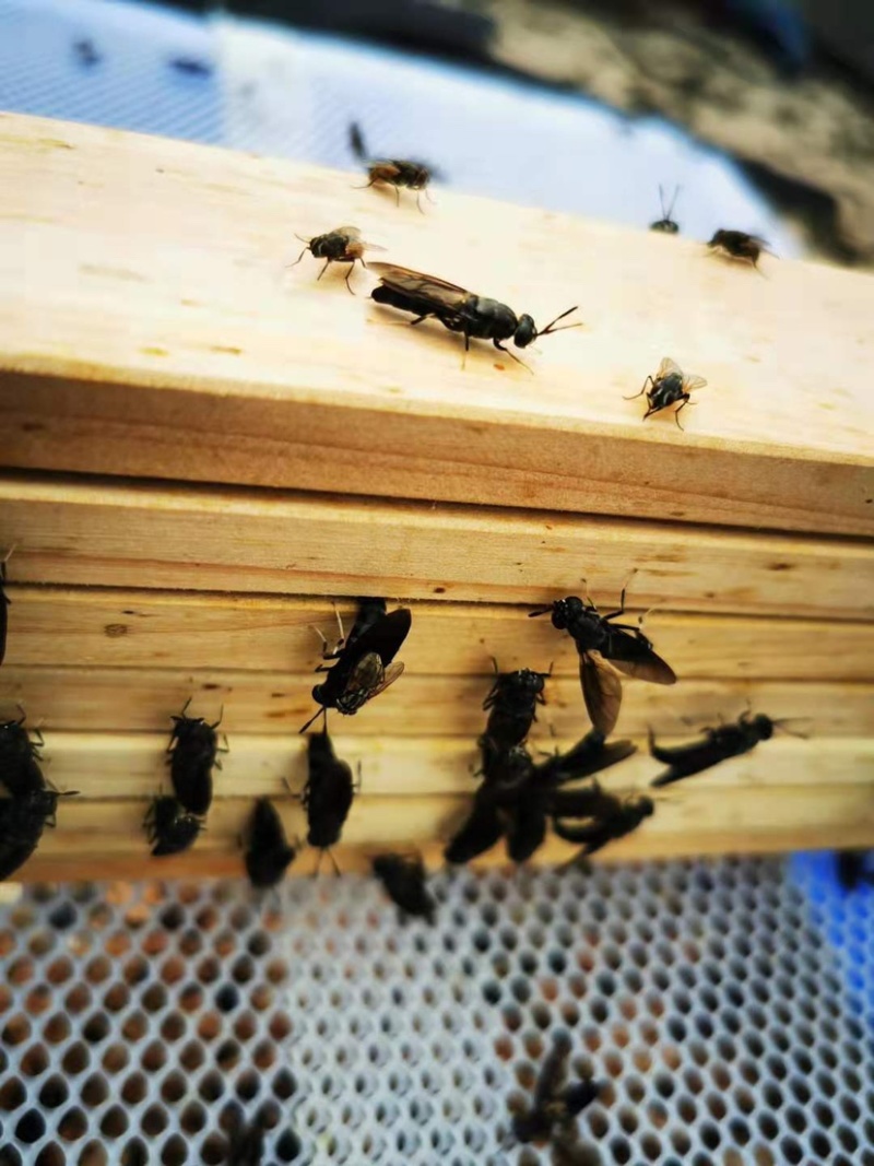 黑水虻虫卵足量高孵化率基地直供1克卵出6～7斤虫
