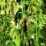 黑水虻虫卵足量高孵化率基地直供1克卵出6～7斤虫