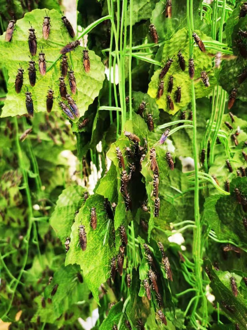 黑水虻虫卵足量高孵化率基地直供1克卵出6～7斤虫