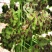 黑水虻虫卵足量高孵化率基地直供1克卵出6～7斤虫