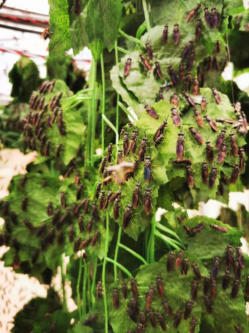 黑水虻虫卵足量高孵化率基地直供1克卵出6～7斤虫