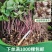 优质滇重楼苗高杆重楼苗七叶一枝花苗独角莲苗提供技术指导