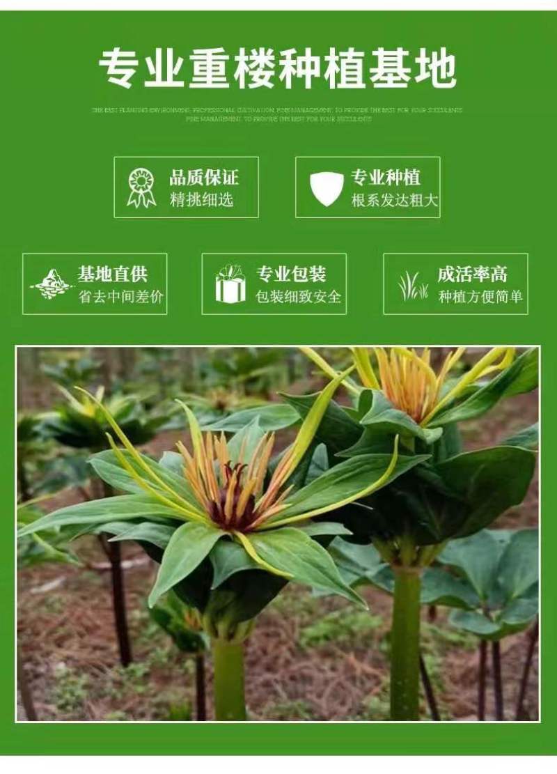 优质滇重楼苗高杆重楼苗七叶一枝花苗独角莲苗提供技术指导