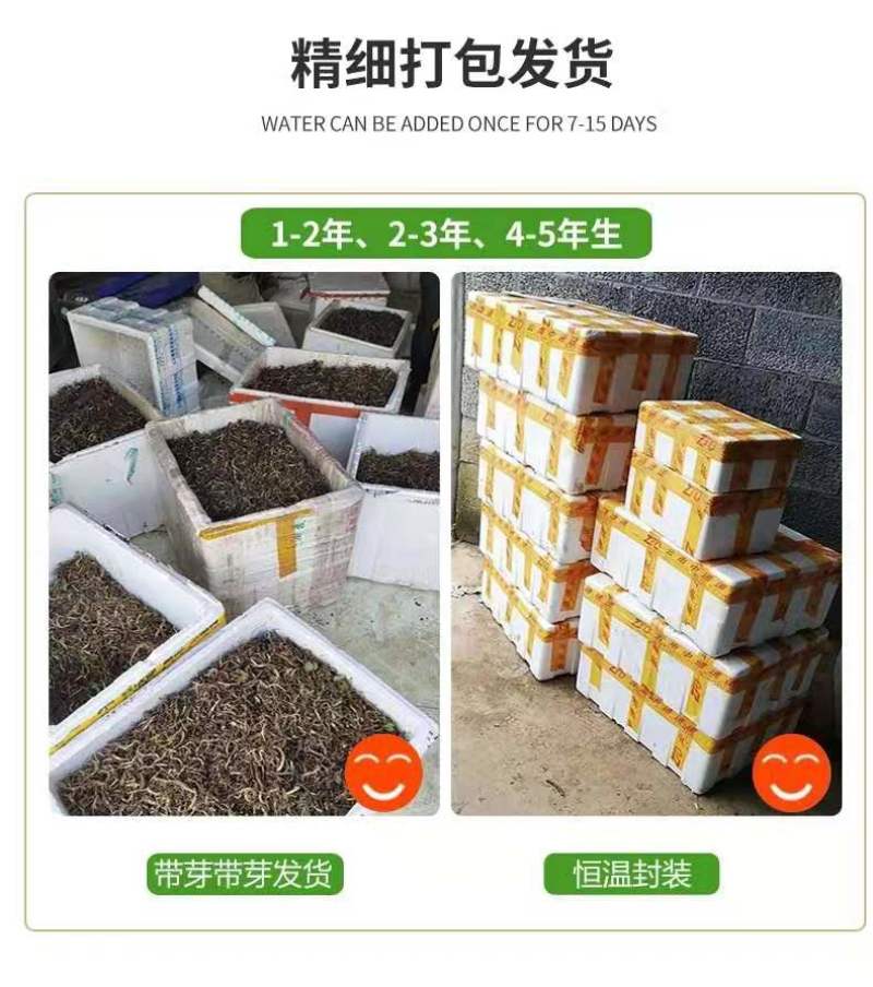 优质滇重楼苗高杆重楼苗七叶一枝花苗独角莲苗提供技术指导