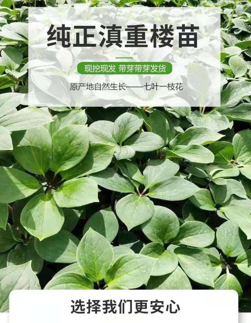 优质滇重楼苗高杆重楼苗七叶一枝花苗独角莲苗提供技术指导