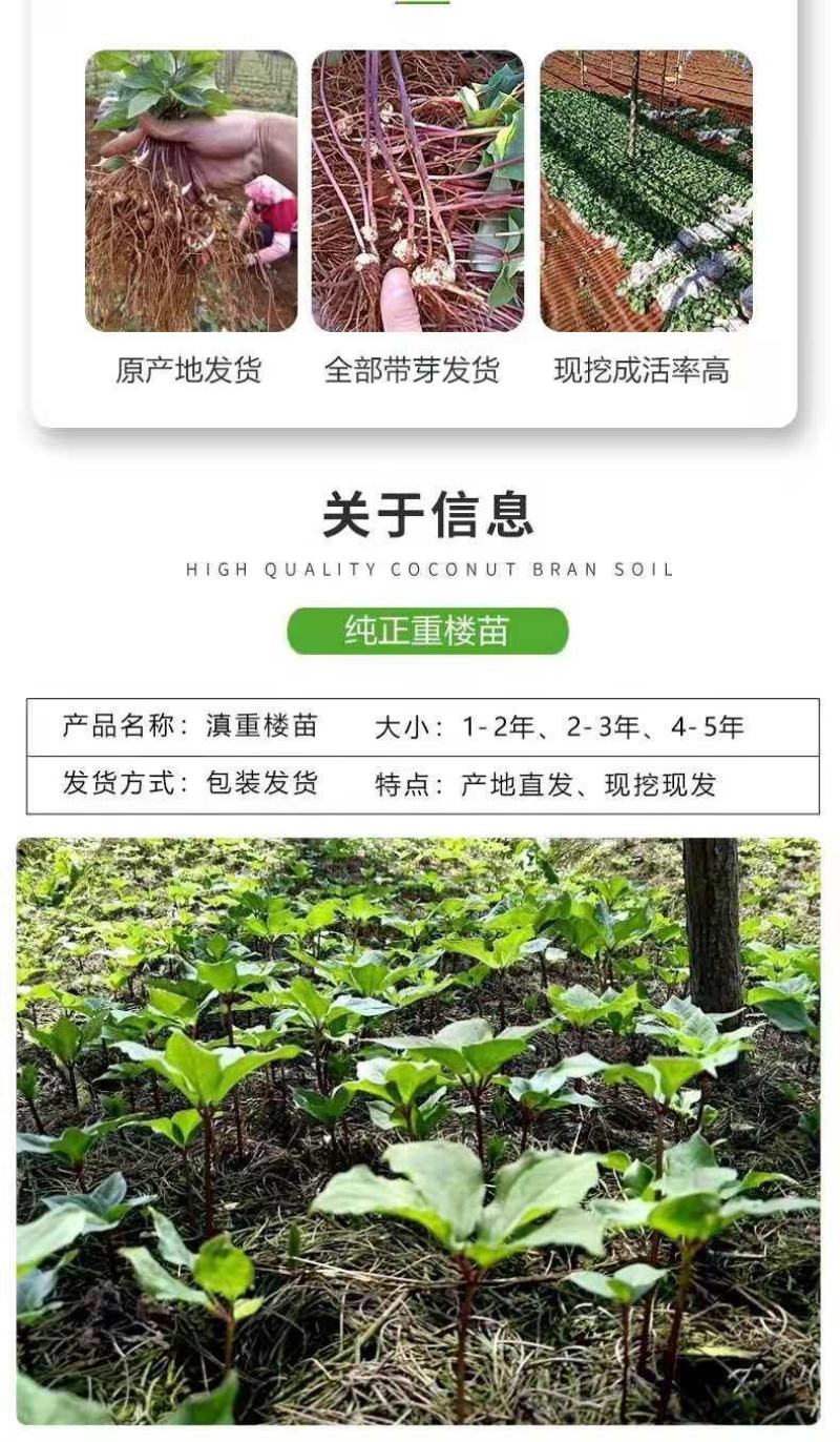 优质滇重楼苗高杆重楼苗七叶一枝花苗独角莲苗提供技术指导