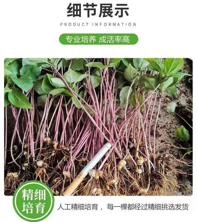 优质滇重楼苗高杆重楼苗七叶一枝花苗独角莲苗提供技术指导