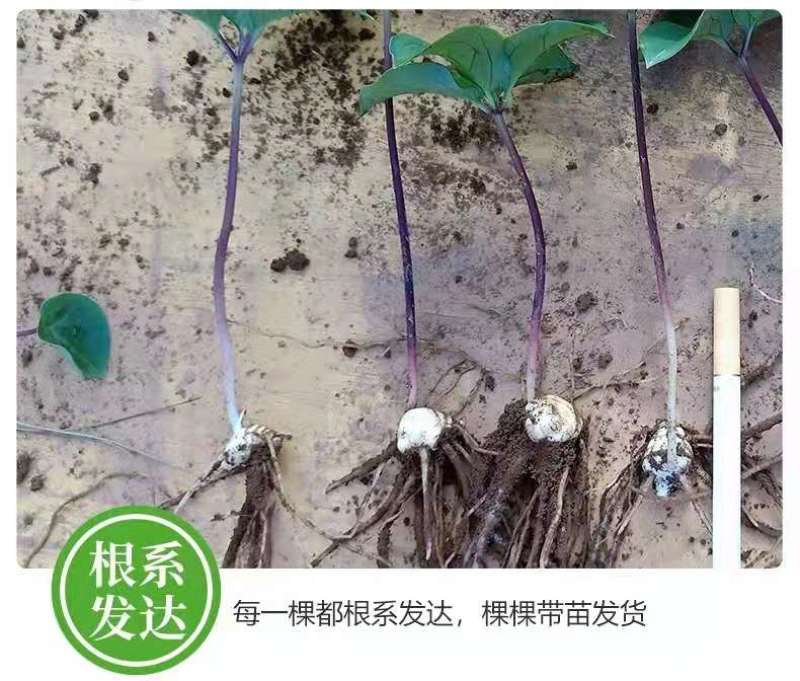 优质滇重楼苗高杆重楼苗七叶一枝花苗独角莲苗提供技术指导