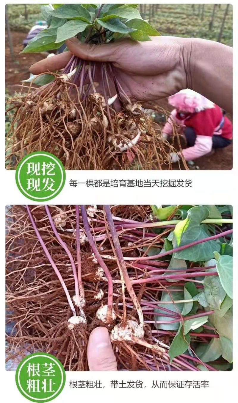 优质滇重楼苗高杆重楼苗七叶一枝花苗独角莲苗提供技术指导