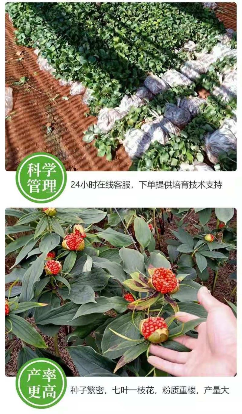 优质滇重楼苗高杆重楼苗七叶一枝花苗独角莲苗提供技术指导