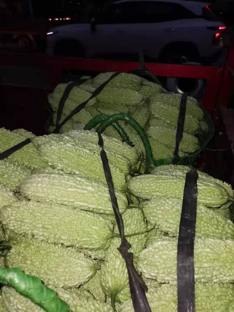 苦瓜之乡白玉苦瓜上市市场商超佳品👍