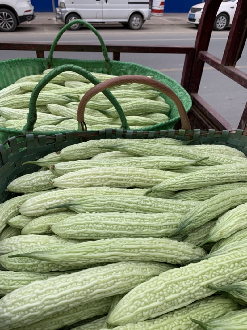 苦瓜之乡白玉苦瓜上市市场商超佳品👍