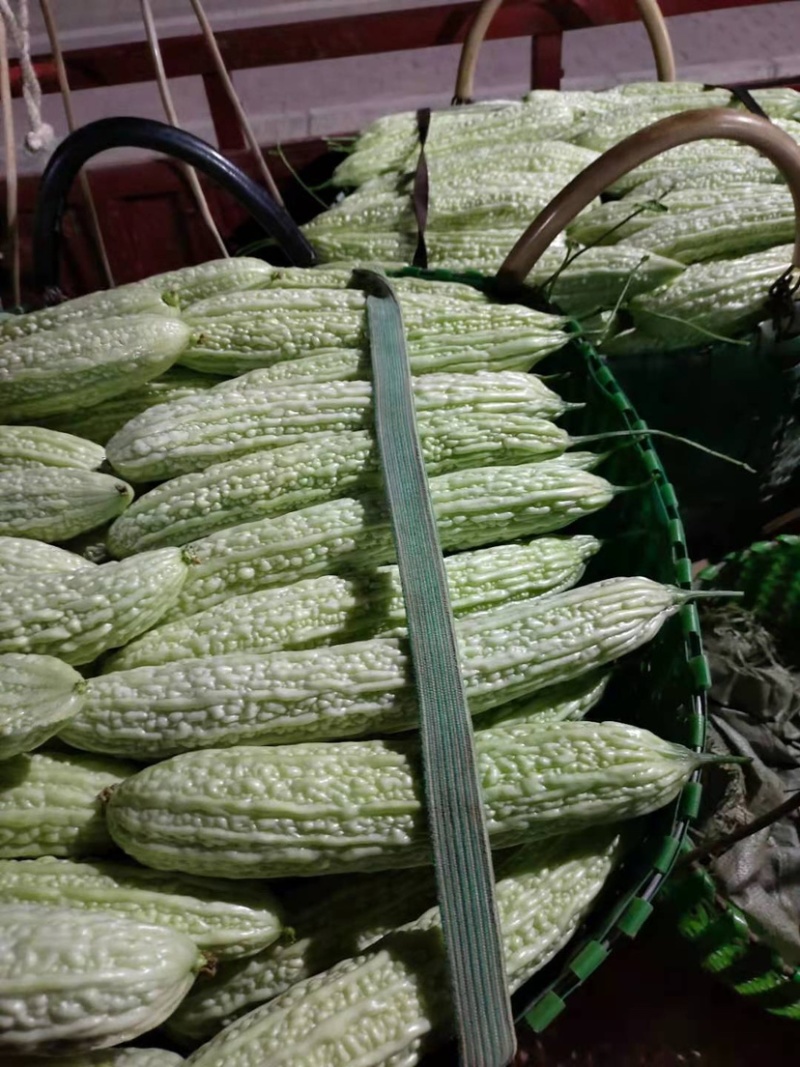 苦瓜之乡白玉苦瓜上市市场商超佳品👍