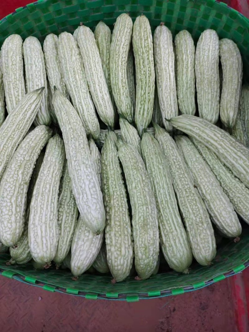 苦瓜之乡白玉苦瓜上市市场商超佳品👍