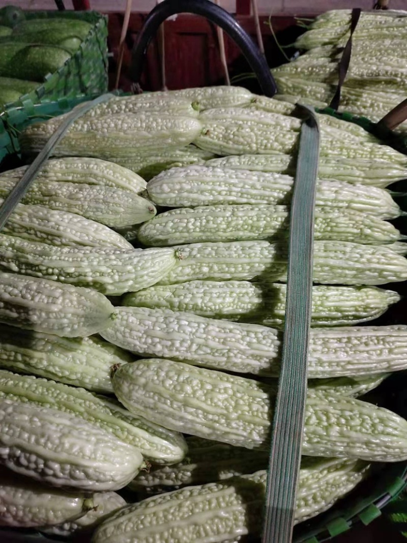 苦瓜之乡白玉苦瓜上市市场商超佳品👍