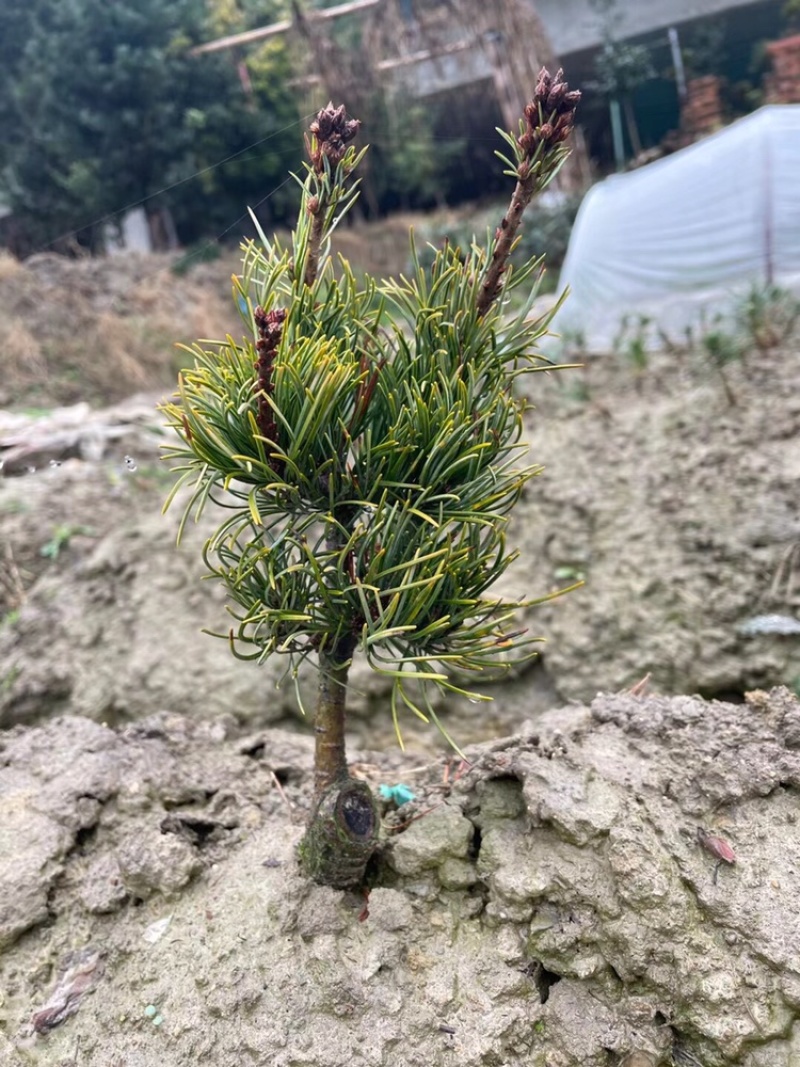 宫岛大版五针松三年苗，完全断砧，高度在20左右