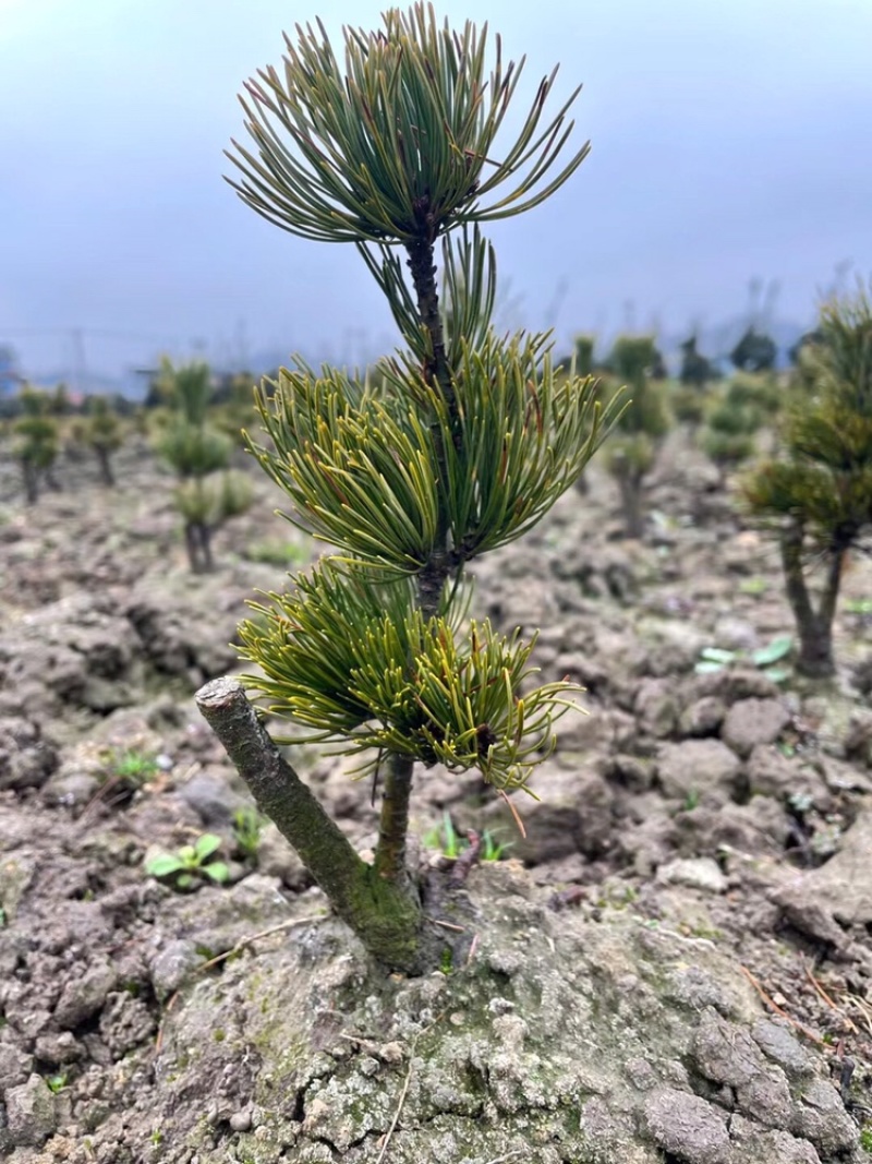 宫岛大版五针松三年苗，完全断砧，高度在20左右