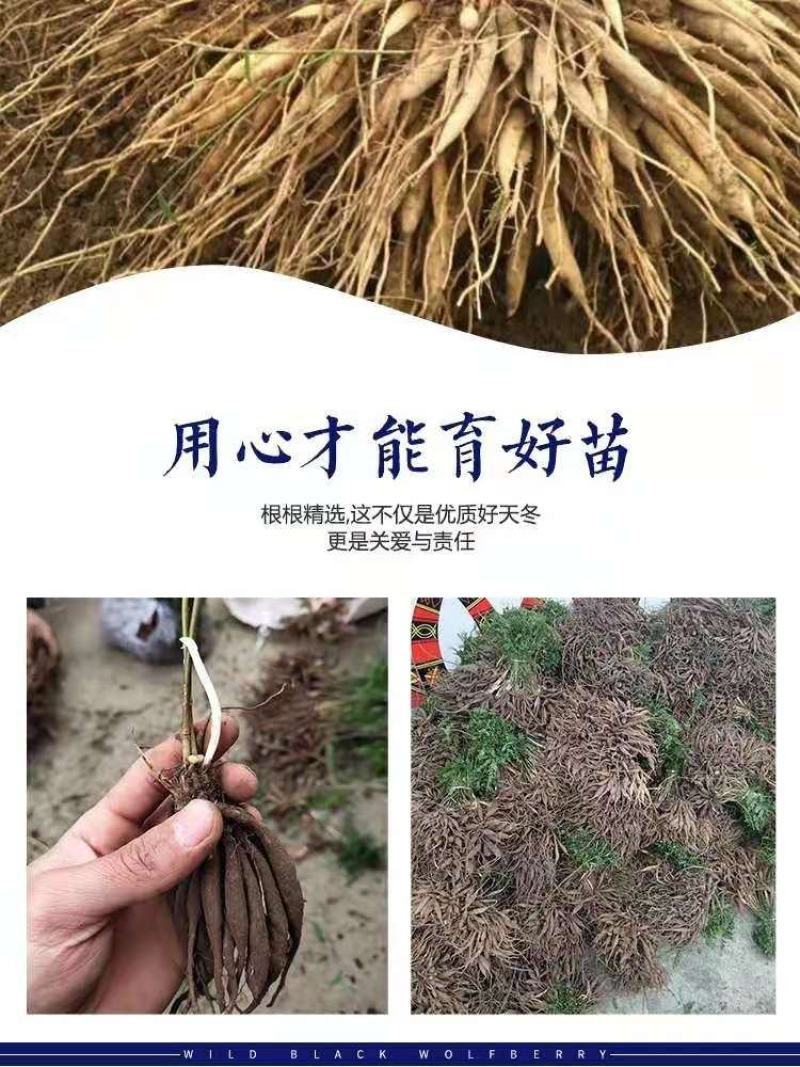 优质天门冬苗大天冬苗良种天冬种苗成品可回收提供技术指导
