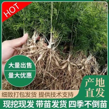 优质天门冬苗大天冬苗良种天冬种苗成品可回收提供技术指导