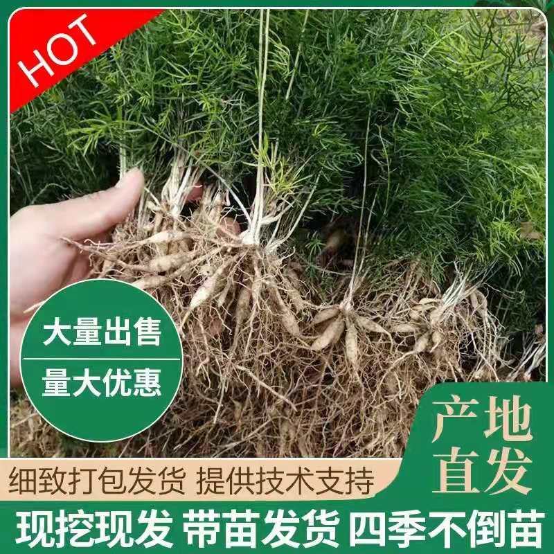 优质天门冬苗大天冬苗良种天冬种苗成品可回收提供技术指导