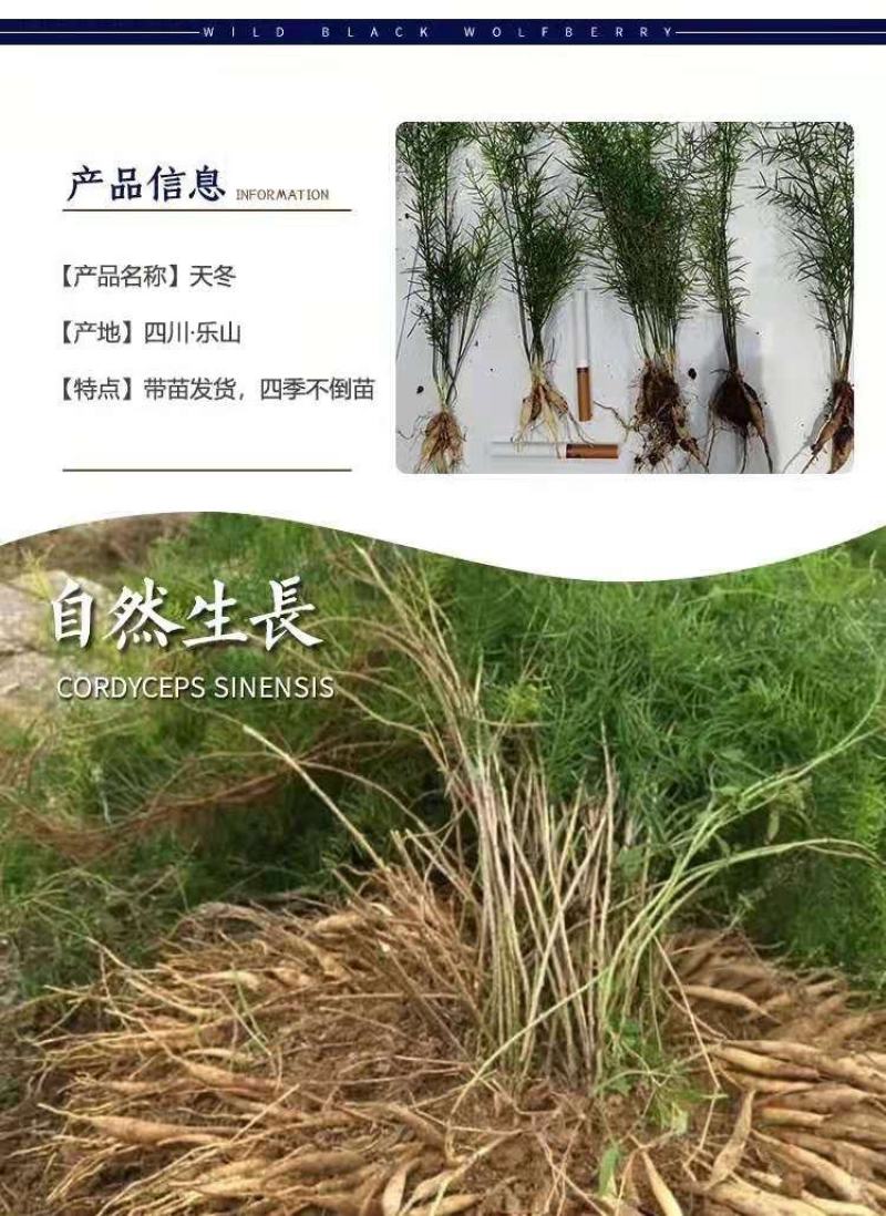优质天门冬苗大天冬苗良种天冬种苗成品可回收提供技术指导