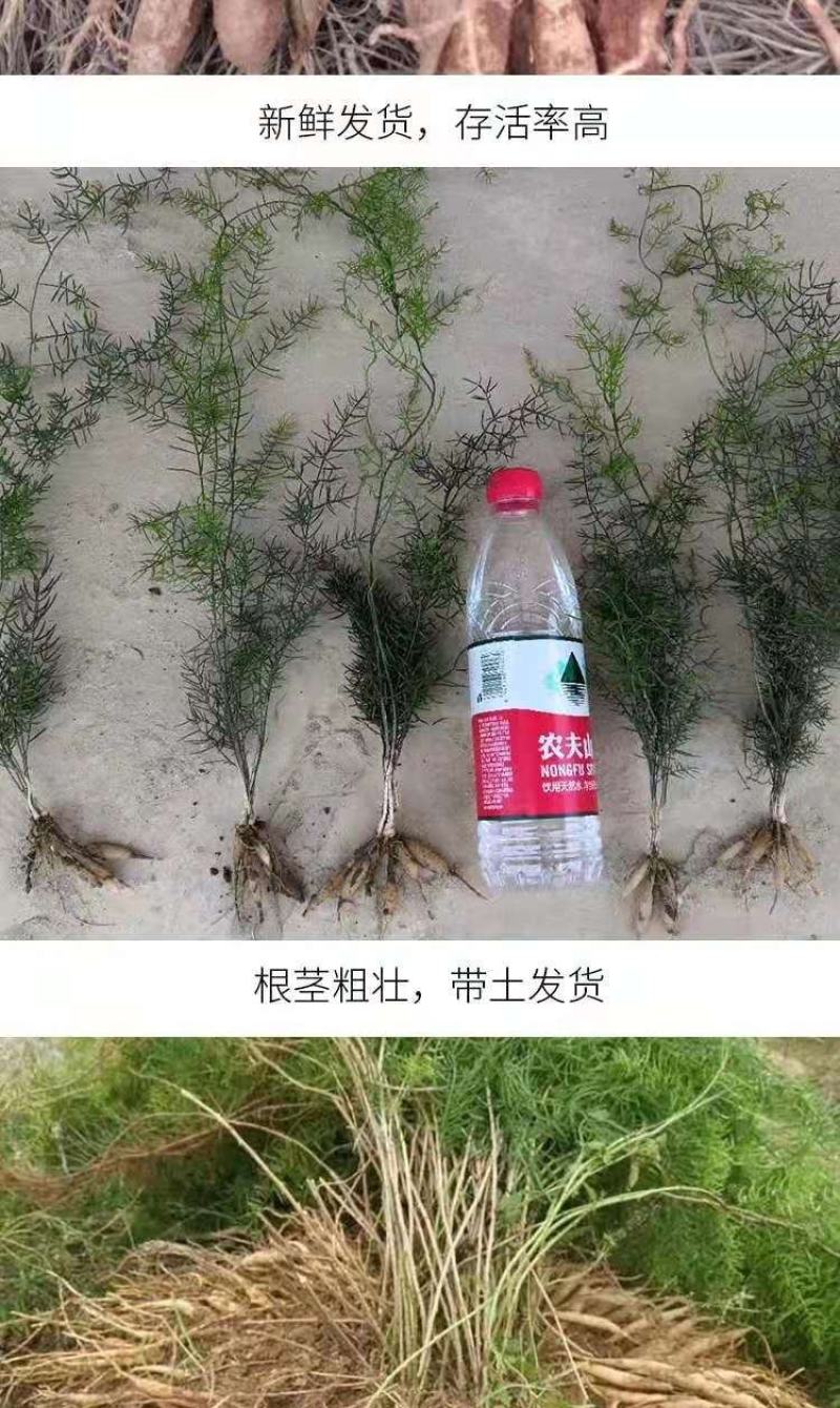 优质天门冬苗大天冬苗良种天冬种苗成品可回收提供技术指导