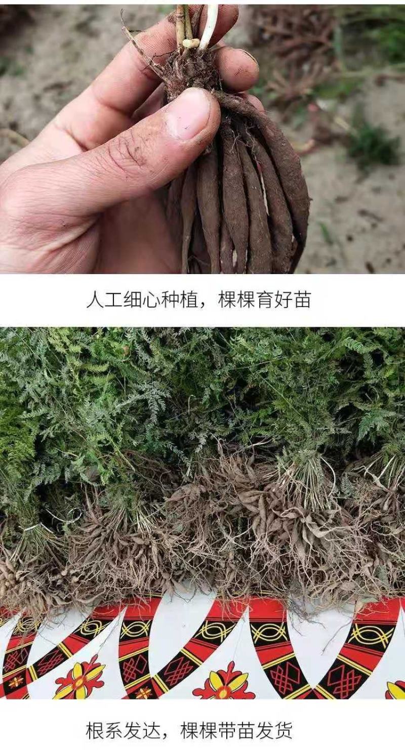 优质天门冬苗大天冬苗良种天冬种苗成品可回收提供技术指导
