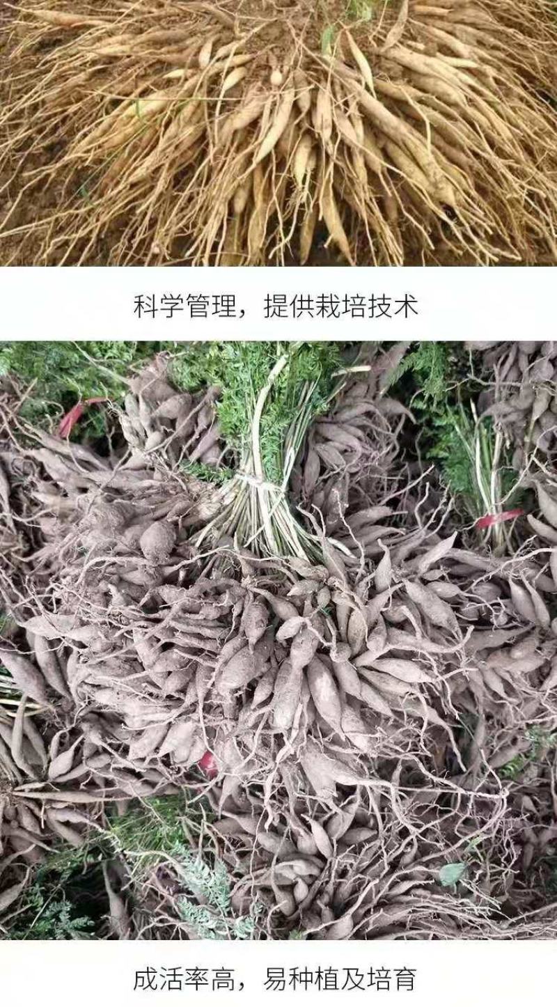 优质天门冬苗大天冬苗良种天冬种苗成品可回收提供技术指导