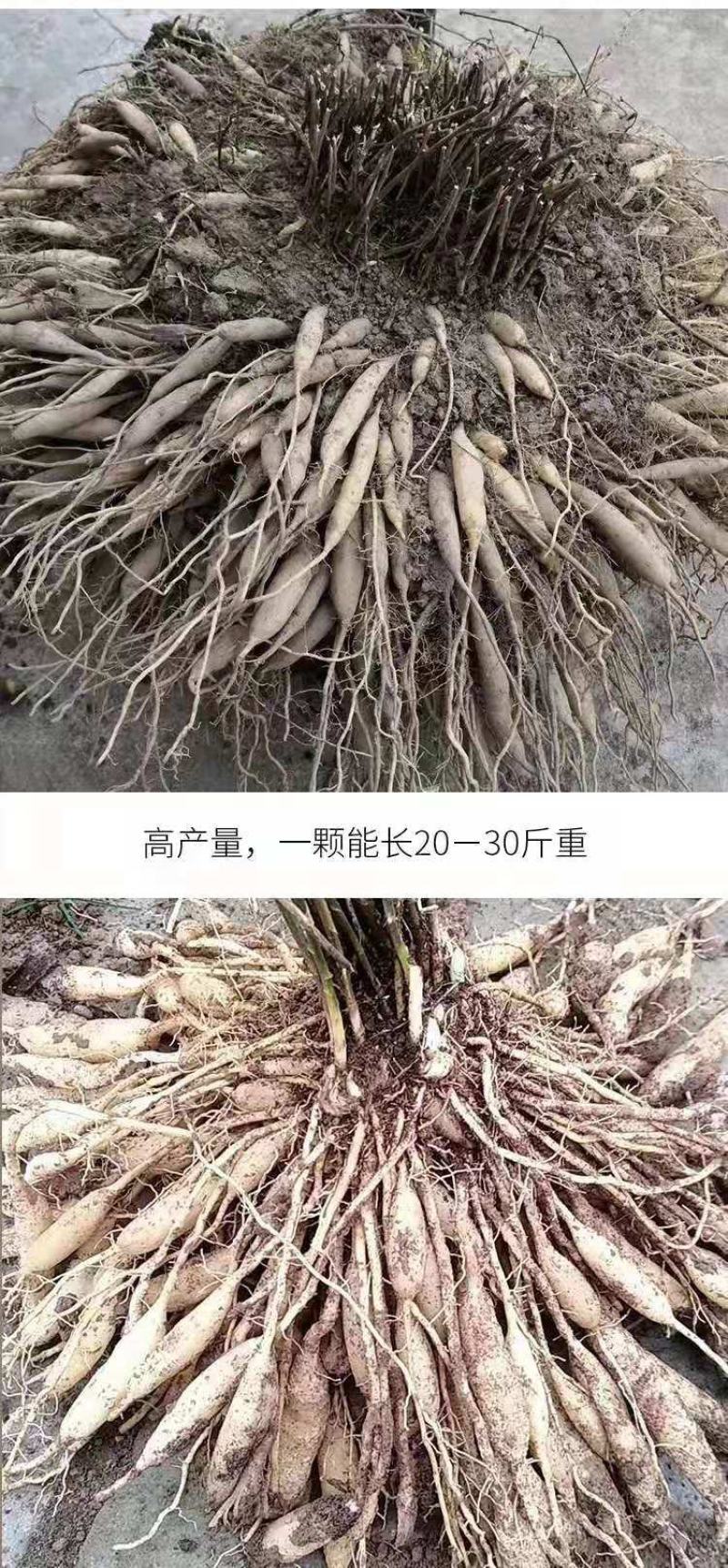 优质天门冬苗大天冬苗良种天冬种苗成品可回收提供技术指导