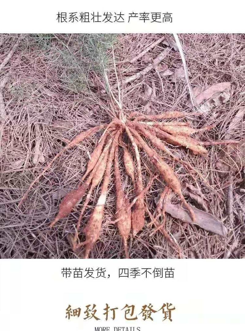优质天门冬苗大天冬苗良种天冬种苗成品可回收提供技术指导
