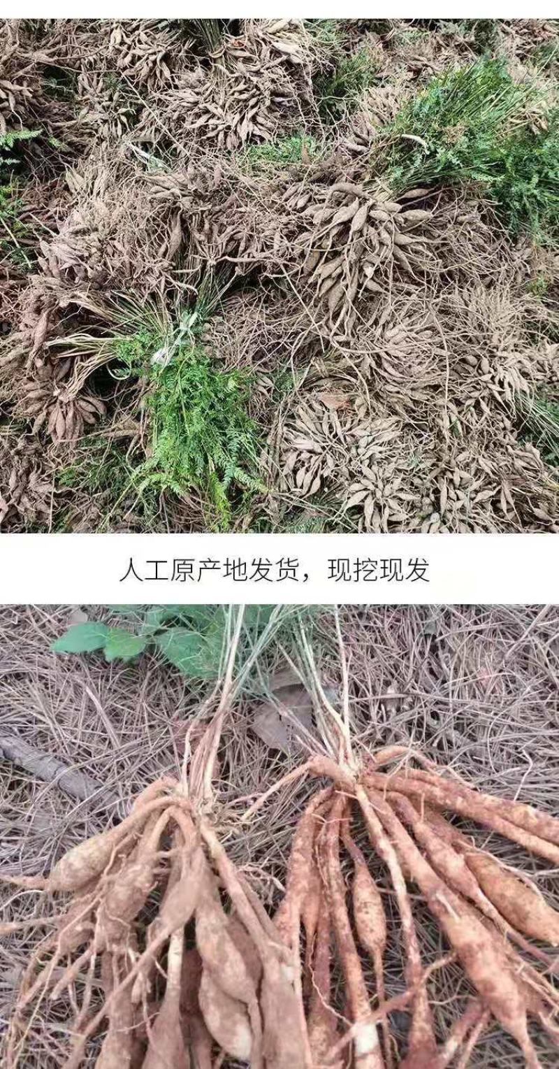 优质天门冬苗大天冬苗良种天冬种苗成品可回收提供技术指导