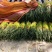 全国代发，红帽蒜苔，蒜薹，长60-80公分，价格随行就市