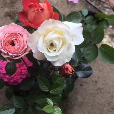 月季花苗，藤本月季，品种月季，丰花月季，地被月季，树桩月