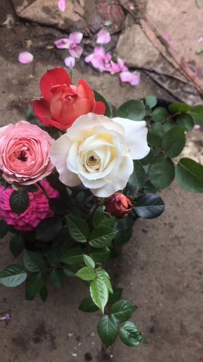 月季花苗，藤本月季，品种月季，丰花月季，地被月季，树桩月