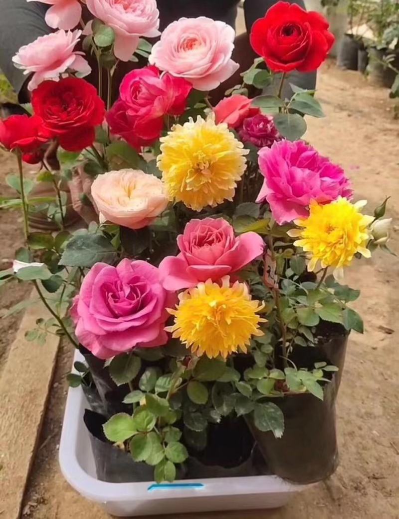 月季花苗，藤本月季，品种月季，丰花月季，地被月季，树桩月