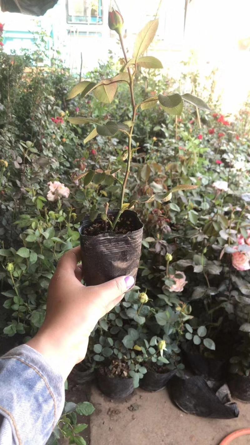 月季花苗，藤本月季，品种月季，丰花月季，地被月季，树桩月