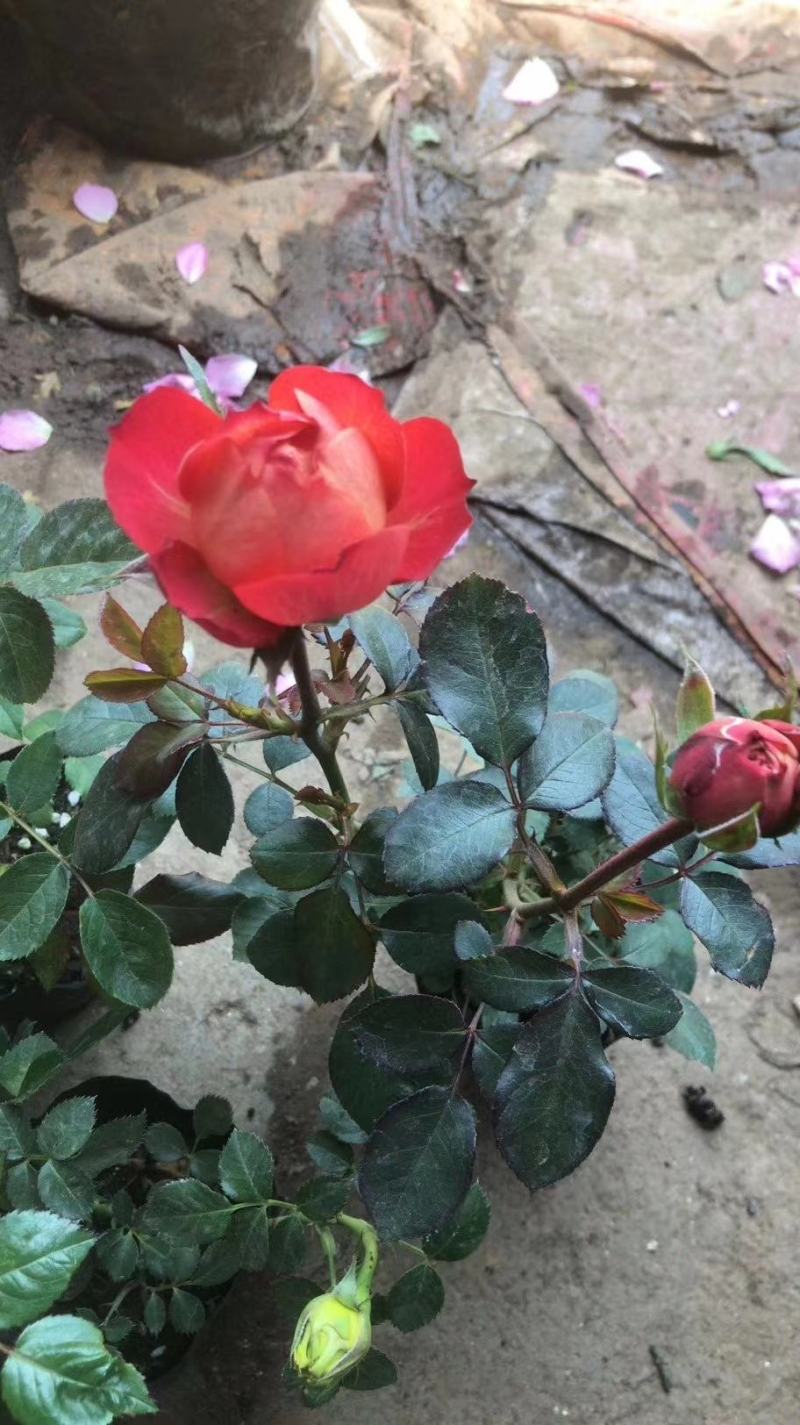 月季花苗，藤本月季，品种月季，丰花月季，地被月季，树桩月