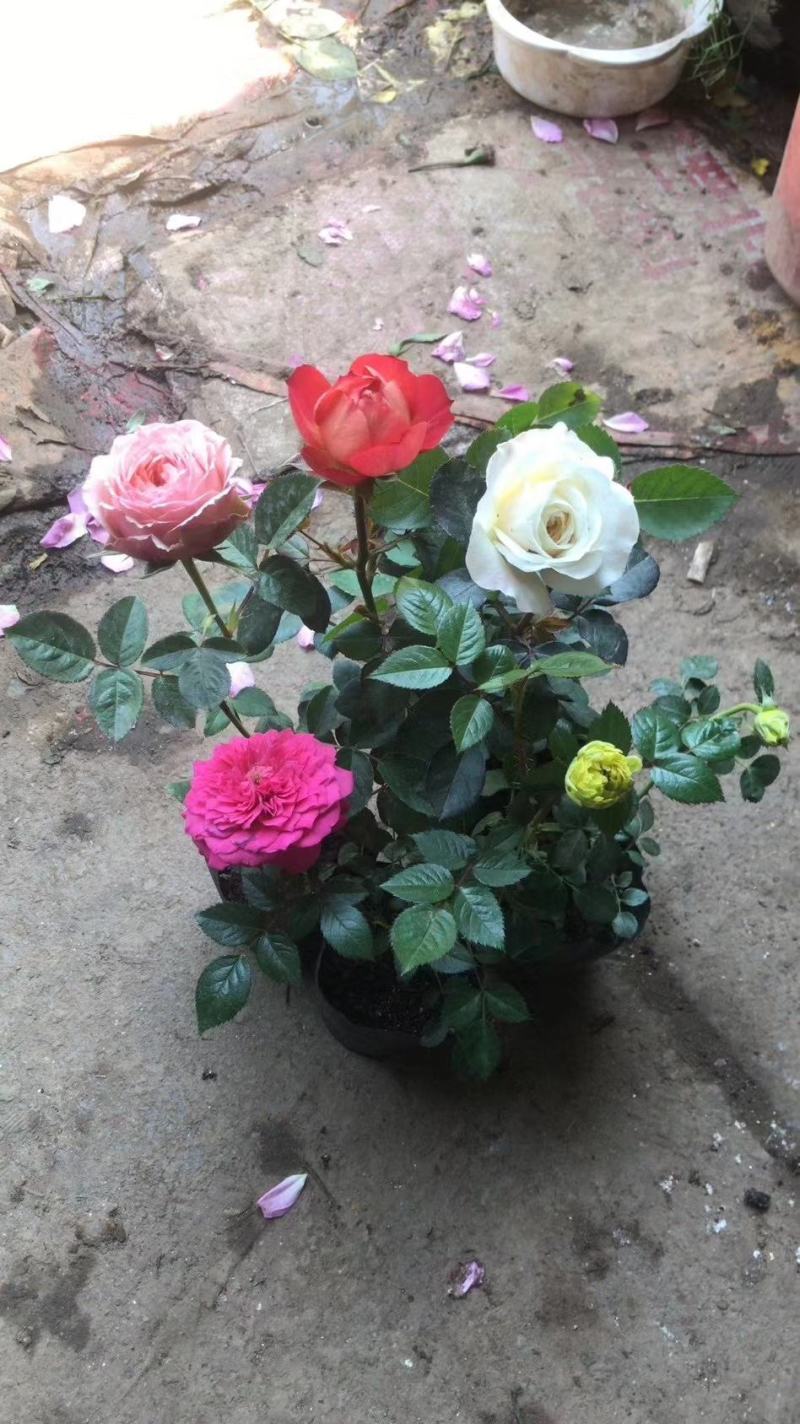 月季花苗，藤本月季，品种月季，丰花月季，地被月季，树桩月