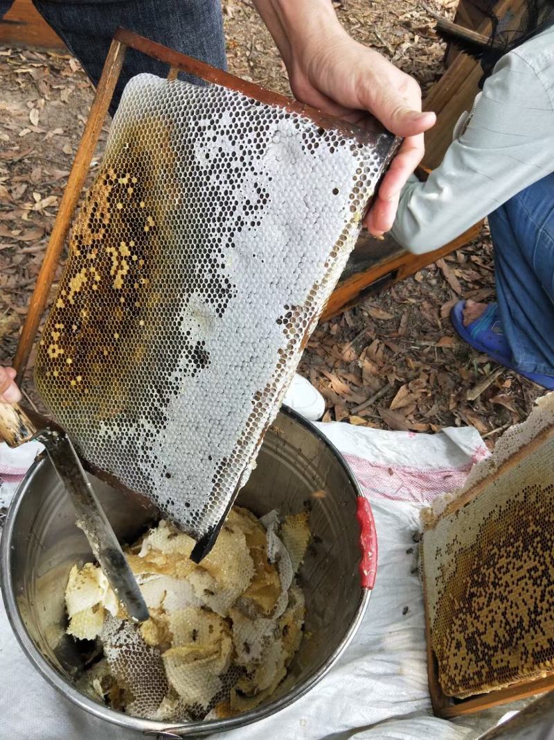 龙眼蜜密度高质量好价格美丽