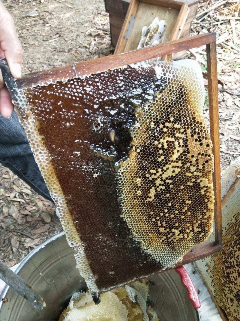 龙眼蜜密度高质量好价格美丽
