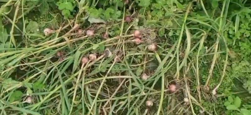 成都市温江红七星大蒜嫩鲜蒜出售、种蒜出售