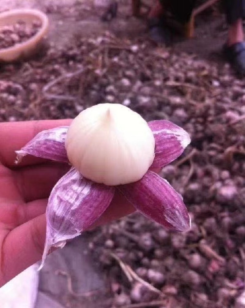 成都市温江红七星大蒜嫩鲜蒜出售、种蒜出售