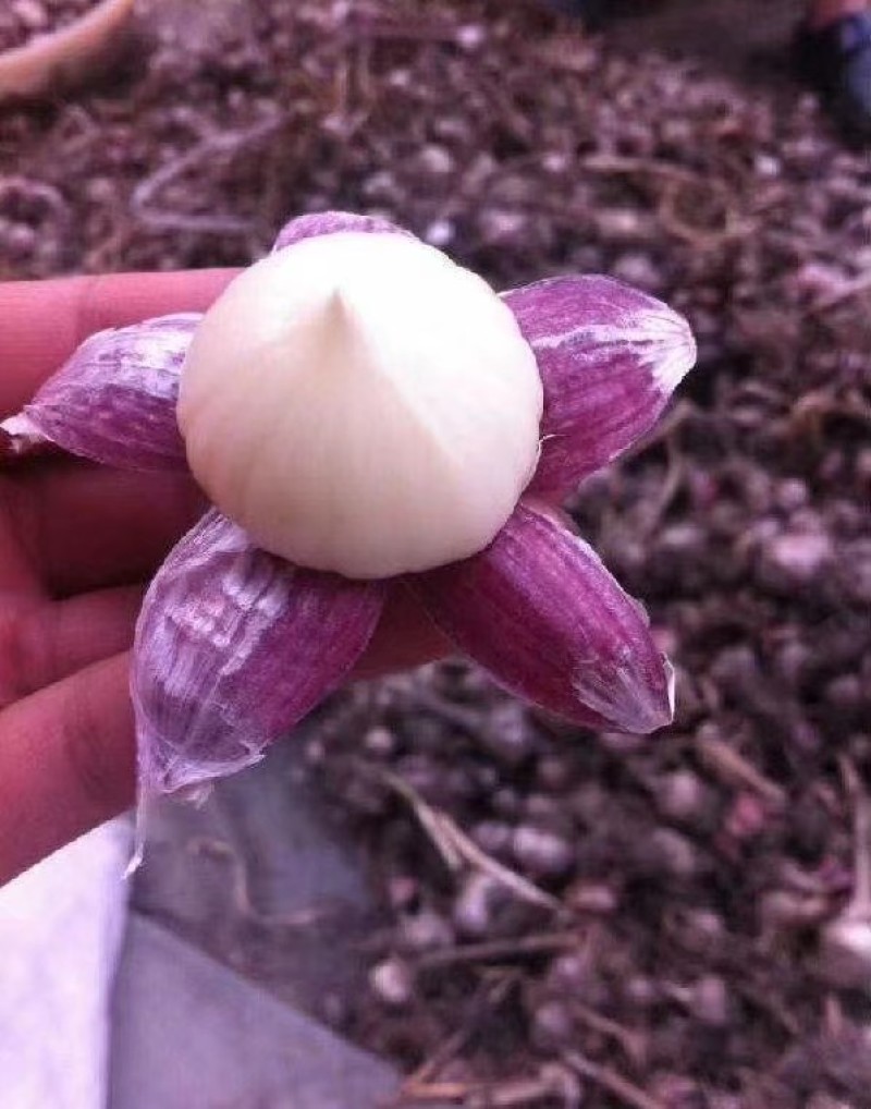 成都市温江红七星大蒜嫩鲜蒜出售、种蒜出售