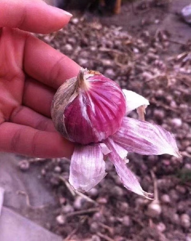 成都市温江红七星大蒜嫩鲜蒜出售、种蒜出售