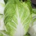 春黃心白菜，一手货源，保质保量，量大从优，发货全国。