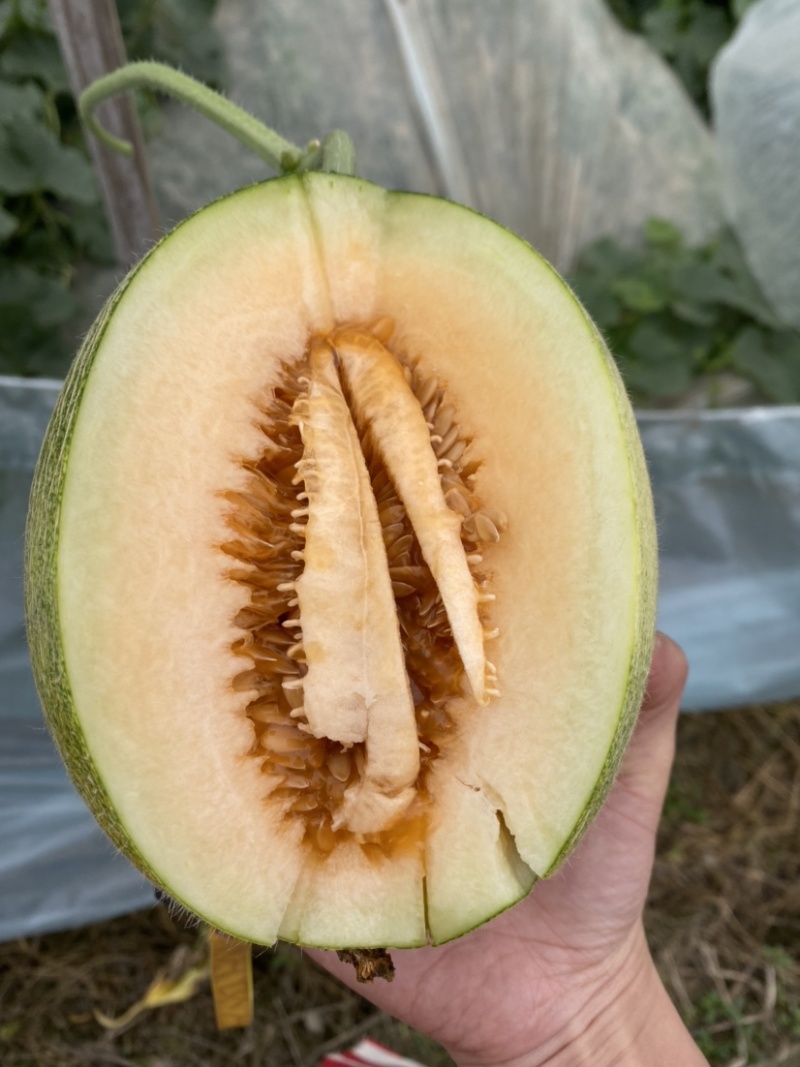 西州蜜25号晓蜜头茬上市