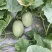 西州蜜25号晓蜜头茬上市